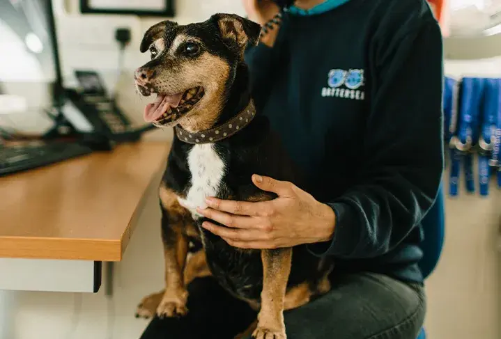 Dogs in our care